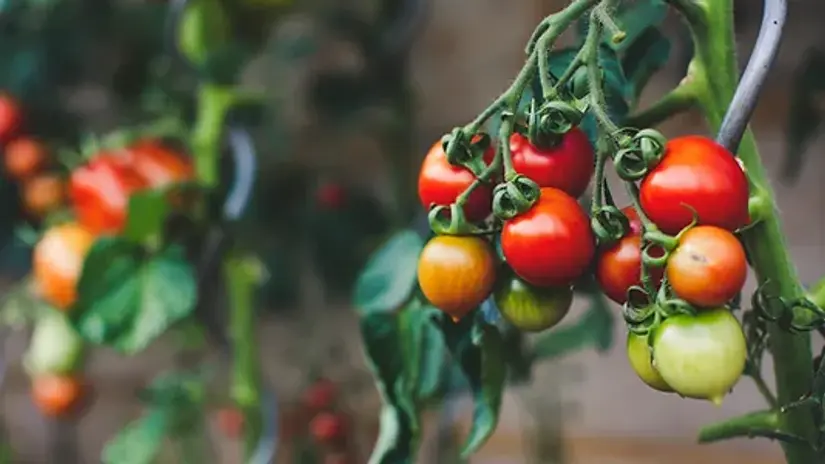 Fruits That Feel Like Veggies